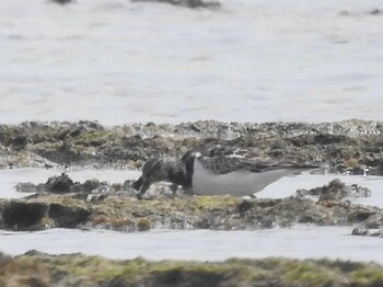 キョウジョシギ 大瀬海岸(奄美大島) 2022年2月27日(日)