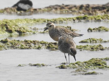 Pacific Golden Plover 大瀬海岸(奄美大島) Sun, 2/27/2022