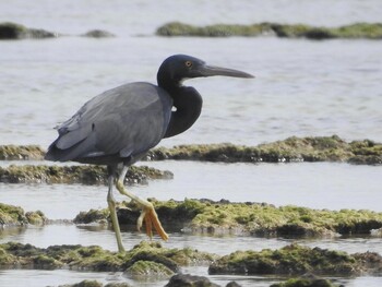 Pacific Reef Heron 大瀬海岸(奄美大島) Sun, 2/27/2022