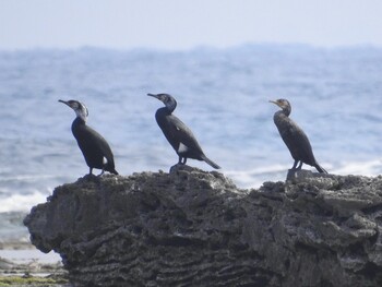 Japanese Cormorant 大瀬海岸(奄美大島) Sun, 2/27/2022