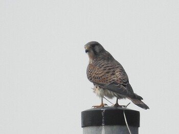 Common Kestrel 大瀬海岸(奄美大島) Sun, 2/27/2022