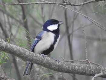 Japanese Tit(amamiensis) 大瀬海岸(奄美大島) Sun, 2/27/2022