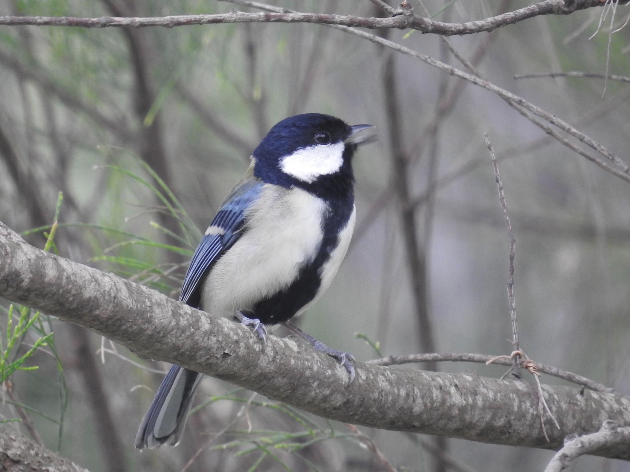 Photo of Japanese Tit(amamiensis) at 大瀬海岸(奄美大島) by 🐟