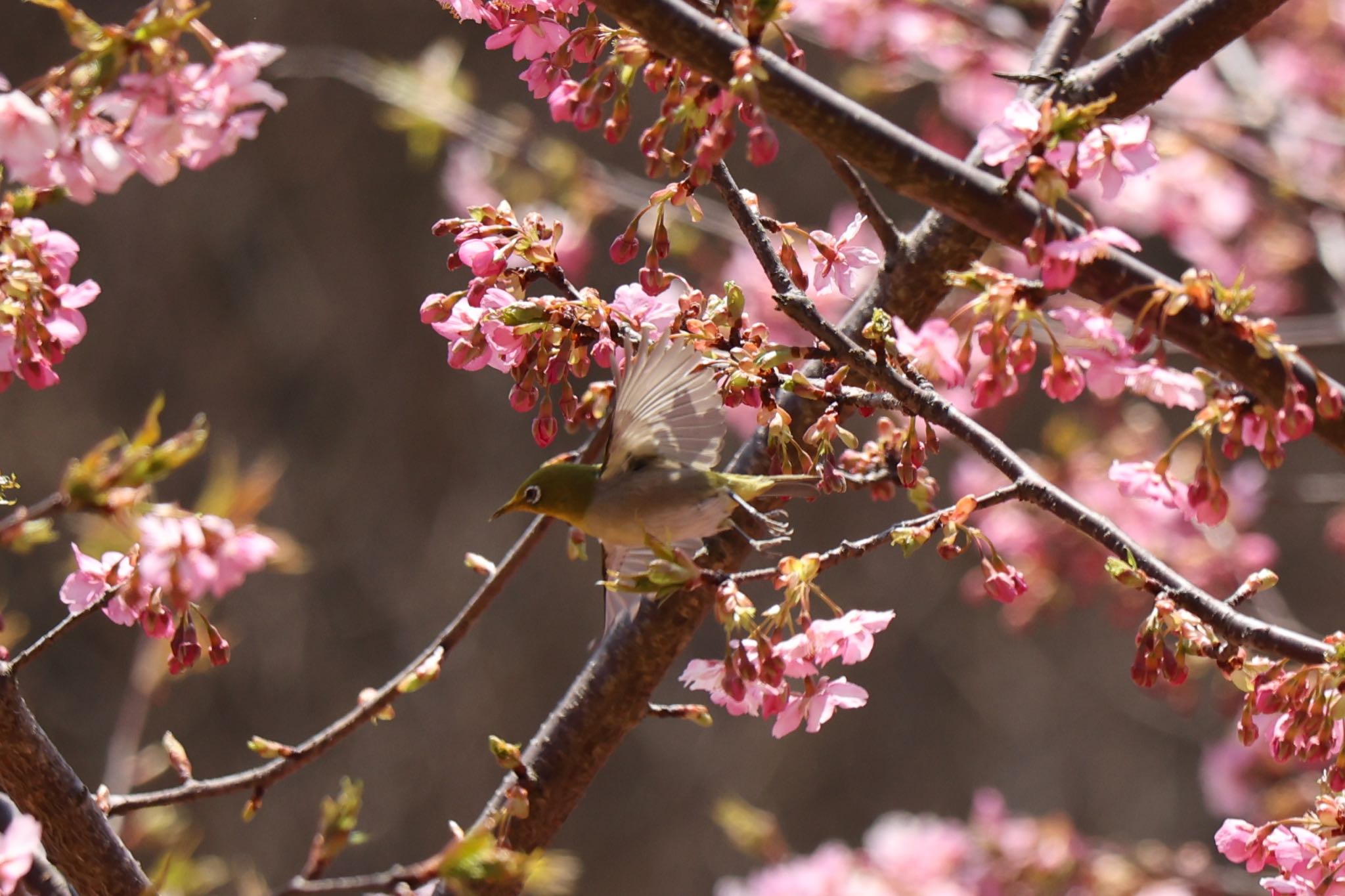 Photo of Warbling White-eye at 神奈川県松田町 by Naosuke