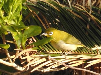 Japanese White-eye(loochooensis) 宇宿漁港 Mon, 2/28/2022