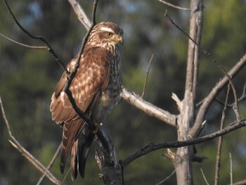 Grey-faced Buzzard 宇宿漁港 Mon, 2/28/2022