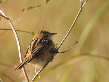 Zitting Cisticola 宇宿漁港 Mon, 2/28/2022