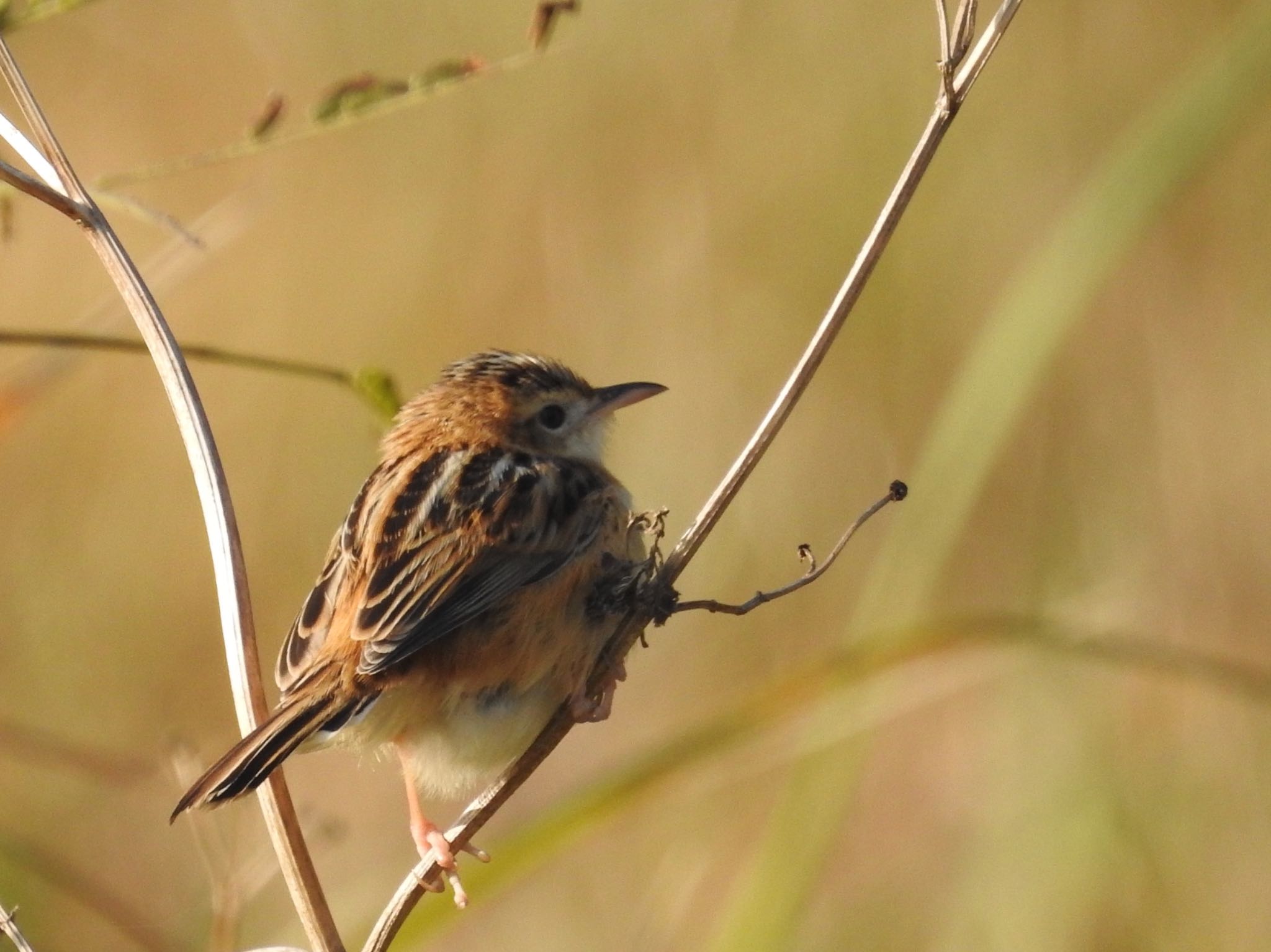 Photo of Zitting Cisticola at 宇宿漁港 by 🐟