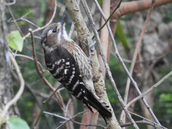 Japanese Pygmy Woodpecker(amamii) 宇宿漁港 Mon, 2/28/2022