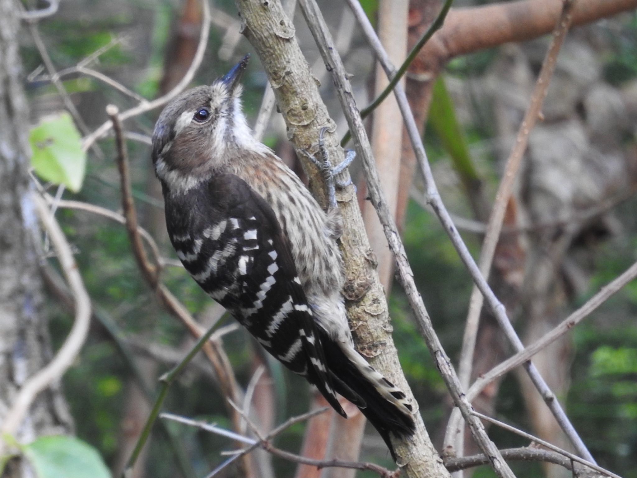 Photo of Japanese Pygmy Woodpecker(amamii) at 宇宿漁港 by 🐟