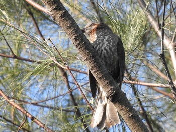 Brown-eared Bulbul(ogawae) 宇宿漁港 Mon, 2/28/2022