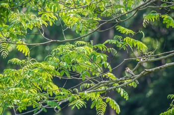 Sat, 5/21/2016 Birding report at Mikiyama Forest Park