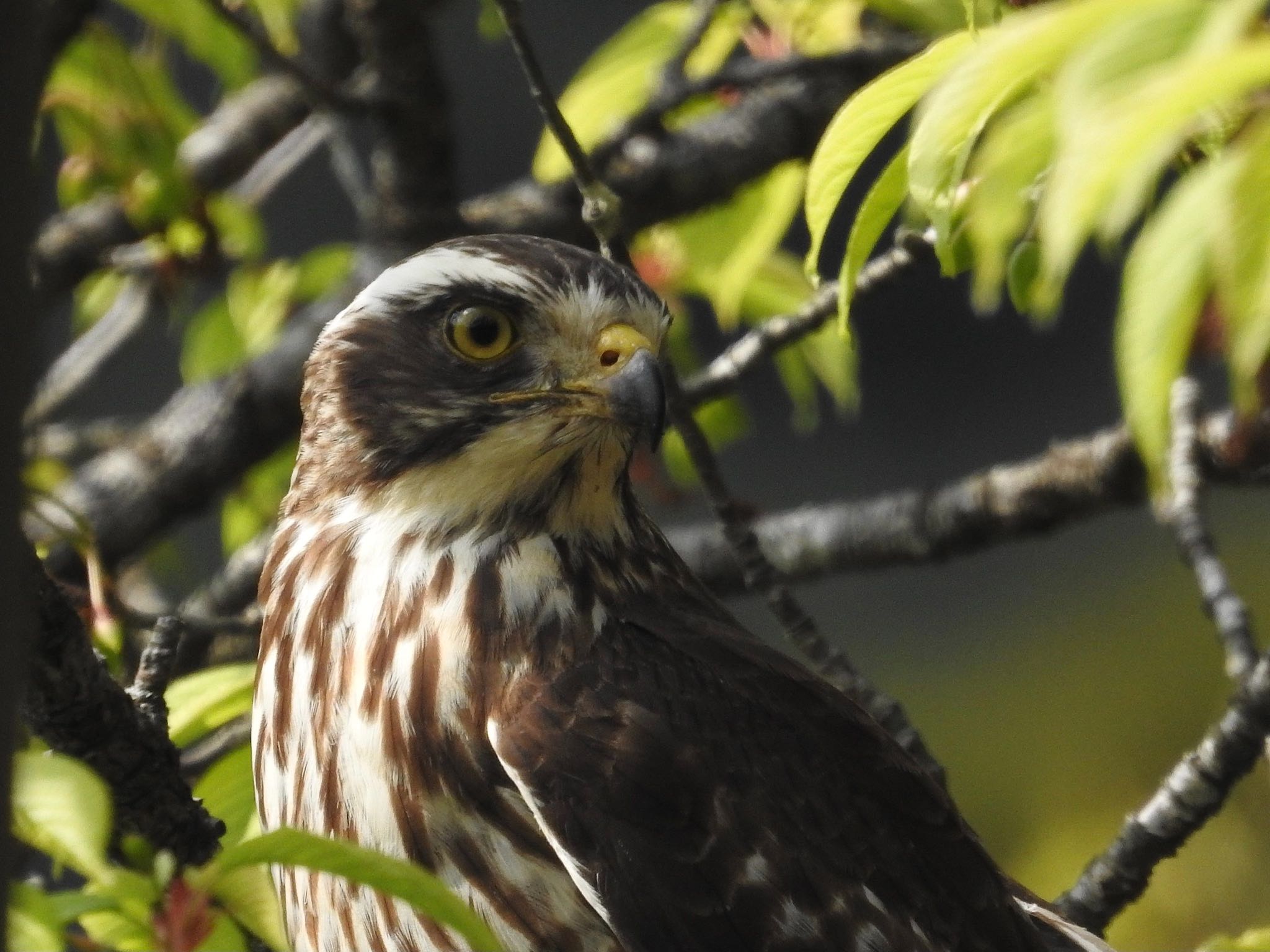 Grey-faced Buzzard