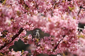 ヒヨドリ 神奈川県松田町 2022年3月6日(日)