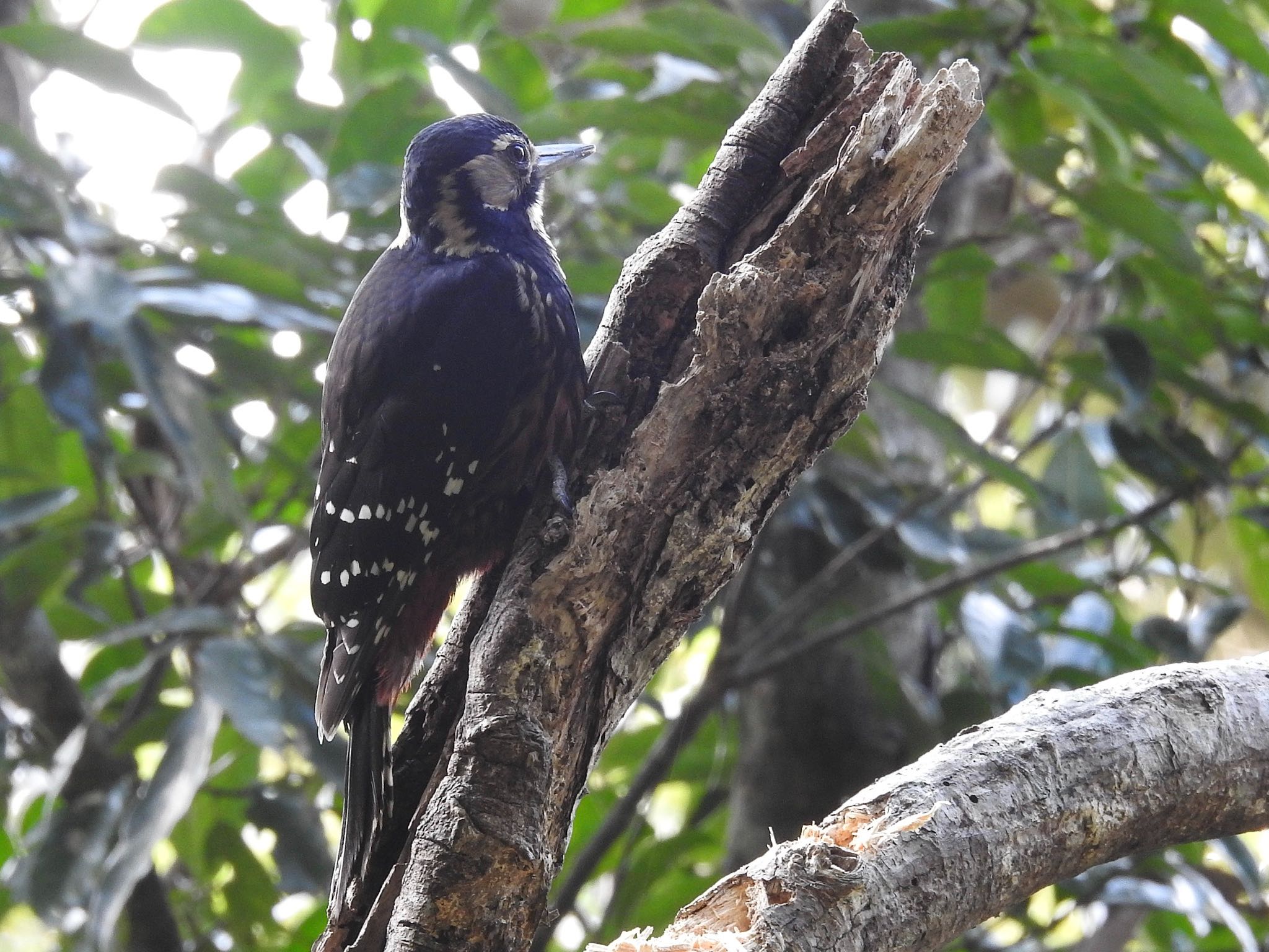 White-backed Woodpecker(owstoni)