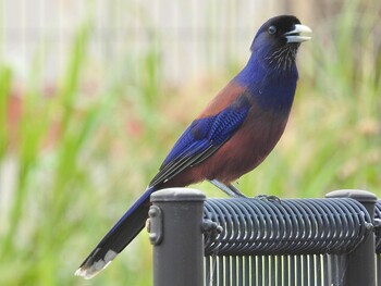 Lidth's Jay 龍郷町 Wed, 3/2/2022