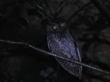 2022年3月1日(火) 龍郷町嘉渡の野鳥観察記録