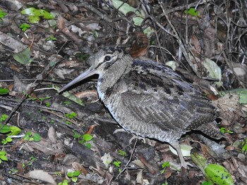 Amami Woodcock 湯湾岳展望公園 Wed, 3/2/2022