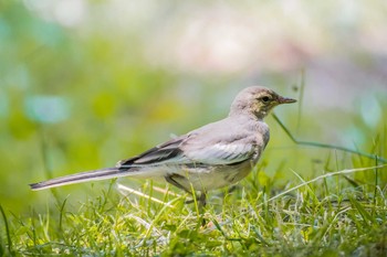 White Wagtail Mikiyama Forest Park Thu, 6/2/2016