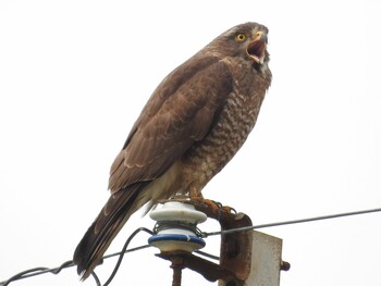 2022年3月3日(木) 龍郷町の野鳥観察記録