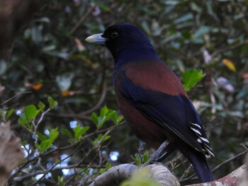 Lidth's Jay Amami Nature Observation Forest Thu, 3/3/2022