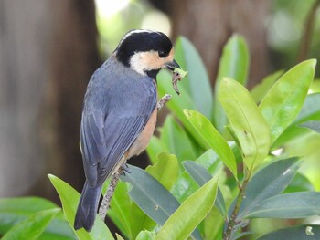 Varied Tit(amamii) Amami Nature Observation Forest Thu, 3/3/2022