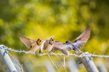 Barn Swallow Mikiyama Forest Park Thu, 6/2/2016