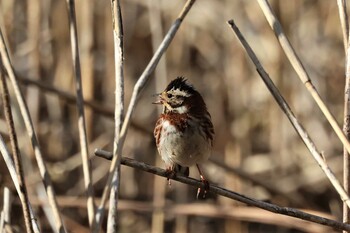 2022年3月6日(日) 神奈川県自然環境保全センターの野鳥観察記録
