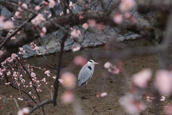 Unknown Species 京都祇園白川 Sun, 3/6/2022