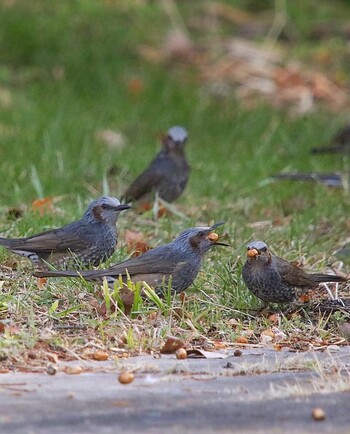 Brown-eared Bulbul 山田池公園 Sat, 3/5/2022