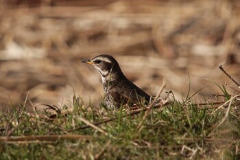 Dusky Thrush 山田池公園 Sat, 3/5/2022