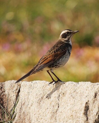 Dusky Thrush 山田池公園 Sat, 3/5/2022