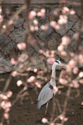 Unknown Species 京都祇園白川 Sun, 3/6/2022