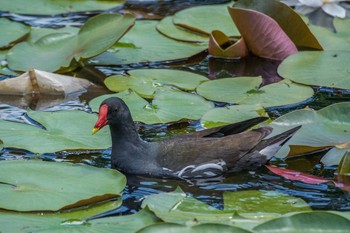 Common Moorhen Mikiyama Forest Park Thu, 6/2/2016