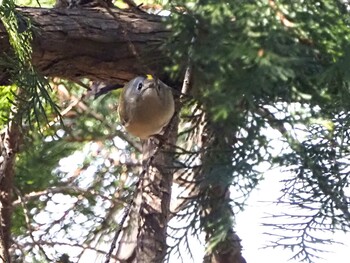 2022年3月6日(日) 片倉城跡公園の野鳥観察記録