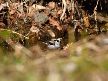 Sat, 2/26/2022 Birding report at 横浜自然観察の森