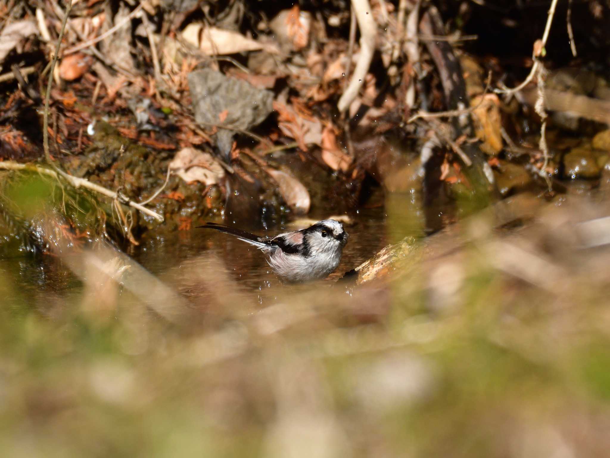 Long-tailed Tit