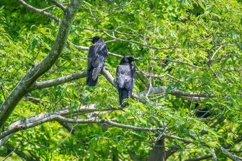 Carrion Crow Mikiyama Forest Park Thu, 6/2/2016