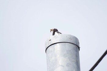 Japanese Wagtail 玉川上水(拝島〜羽村) Sun, 3/6/2022