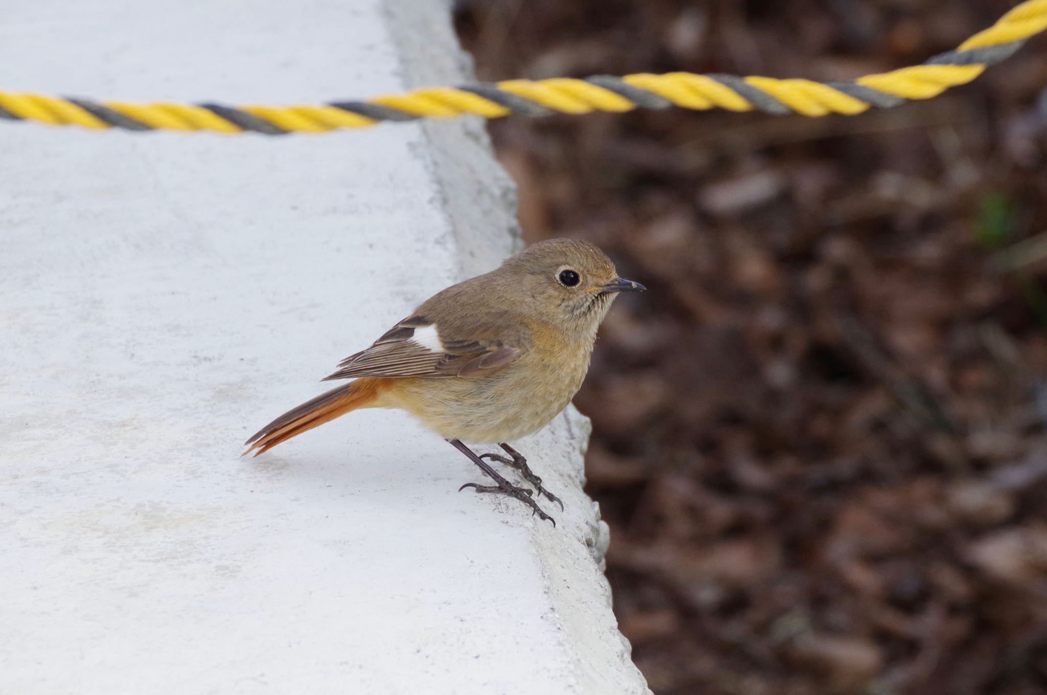 Photo of Daurian Redstart at 玉川上水(拝島〜羽村) by amy