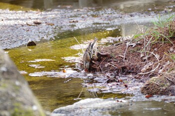 Brambling 玉川上水(拝島〜羽村) Sun, 3/6/2022