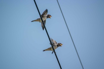 Barn Swallow Mikiyama Forest Park Sat, 6/18/2016