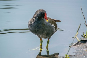 Common Moorhen Mikiyama Forest Park Sat, 6/18/2016