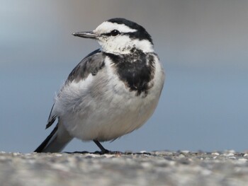 2022年3月6日(日) 城ヶ島の野鳥観察記録