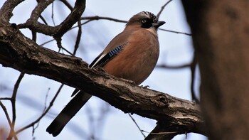 2022年3月6日(日) 佐久広域(杉の木貯水池&駒場公園)の野鳥観察記録