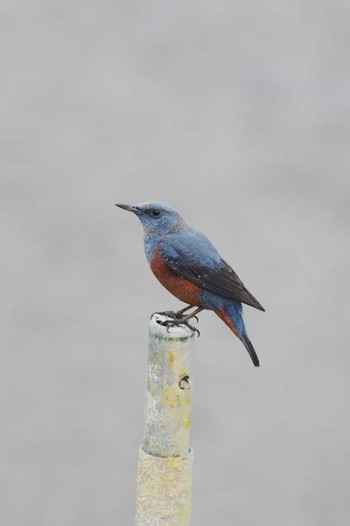 Blue Rock Thrush 長岡京市 Sat, 3/5/2016