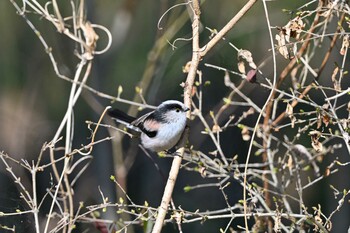 Long-tailed Tit Asaba Biotope Sun, 3/6/2022