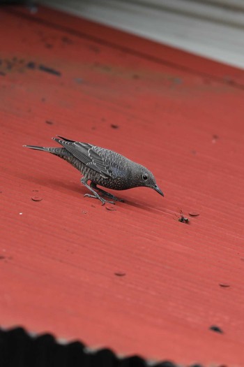 Blue Rock Thrush 長岡京市 Thu, 10/5/2017