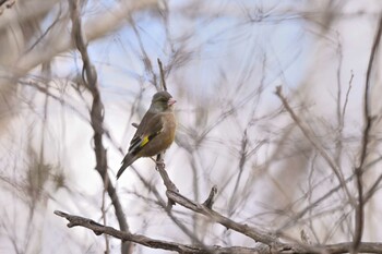 Grey-capped Greenfinch Asaba Biotope Sun, 3/6/2022