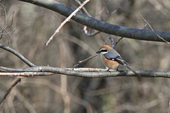 Bull-headed Shrike Asaba Biotope Sun, 3/6/2022